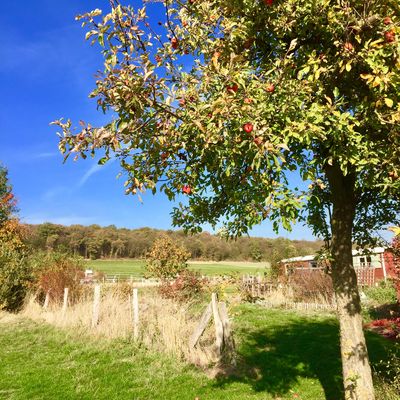 Bild vergrößern: Apfelbau im Herbst